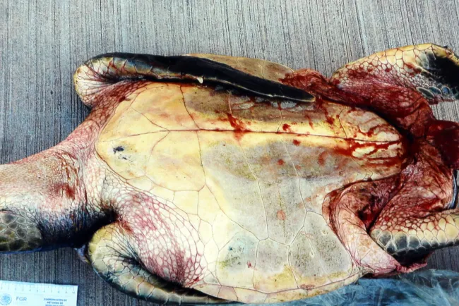 Detenidos con especies marinas en extinción