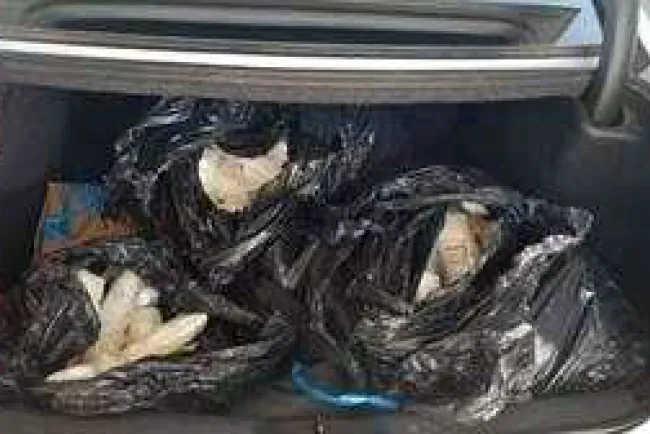 Llevaba carga de droga a EU