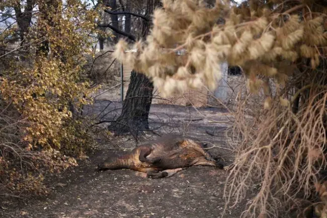 'Terrible'; la fauna perdida en Australia por los incendios