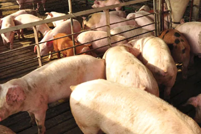 Lidera Sonora la porcicultura