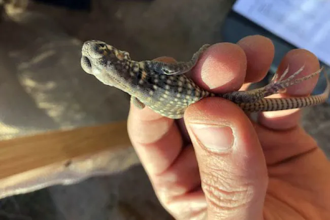 Reubican dos Iguanas del Desierto