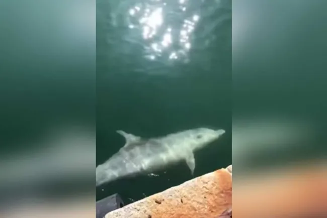 Captan delfines en canales de Venecia; cuarentena ha limpiado el agua