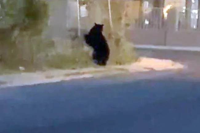 Avistan oso en Chula Vista