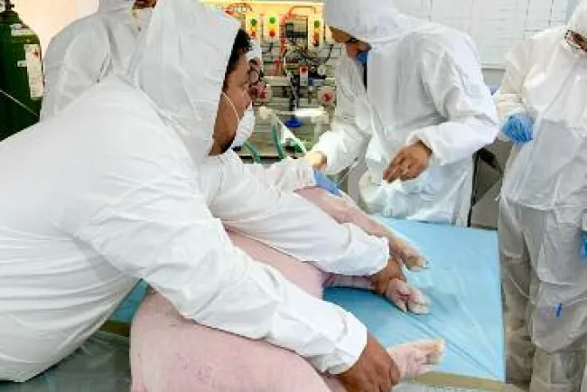 Prueban a MARA con éxito en un ser vivo