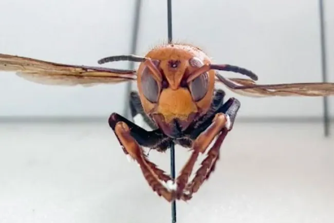 Alarma presencia de “avispón asesino”