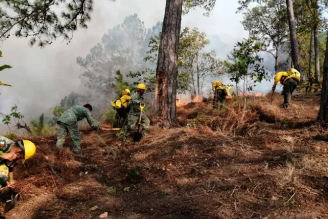 Reportan 50 incendios activos en 12 entidades del país