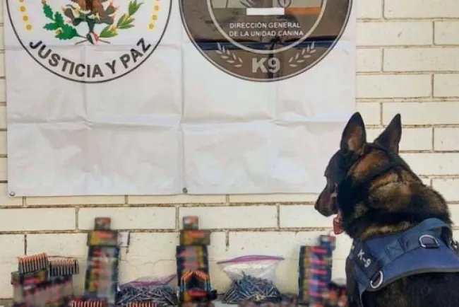 Asegura GN dos mil cartuchos de grueso calibre en empresa de paquetería de Sinaloa