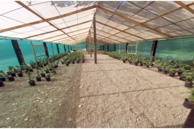 Localiza Ejército Mexicano plantíos de marihuana