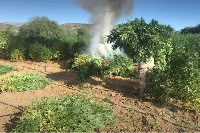 Destruyen los plantíos de marihuana