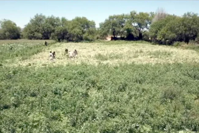 Incineran plantío de Amapola en Trincheras
