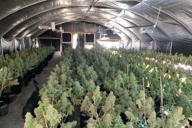 Desmantelan red criminal china