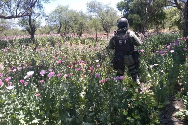 Guardia Nacional erradica plantíos de amapola y marihuana