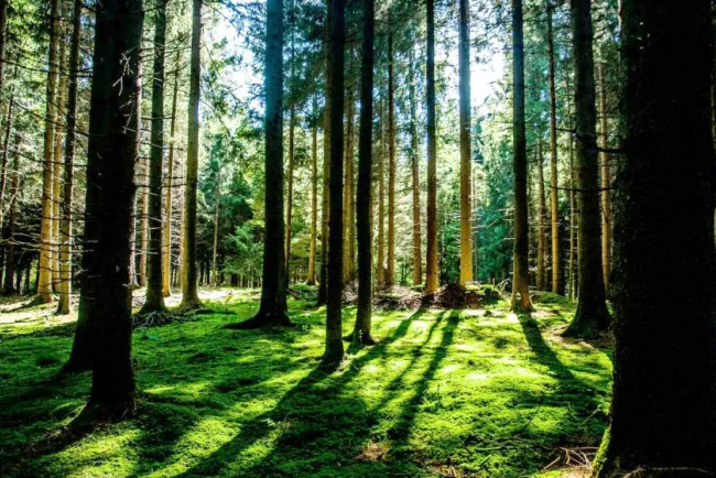 Afectarán recortes de la Federación