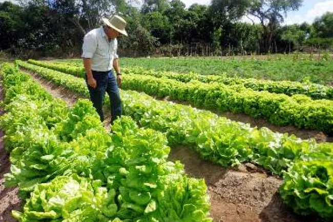 Requiere agro mexicano de mejores estrategias