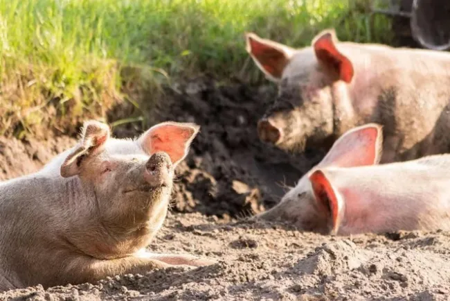 'G4', un nuevo virus de gripe porcina con potencial de pandemia