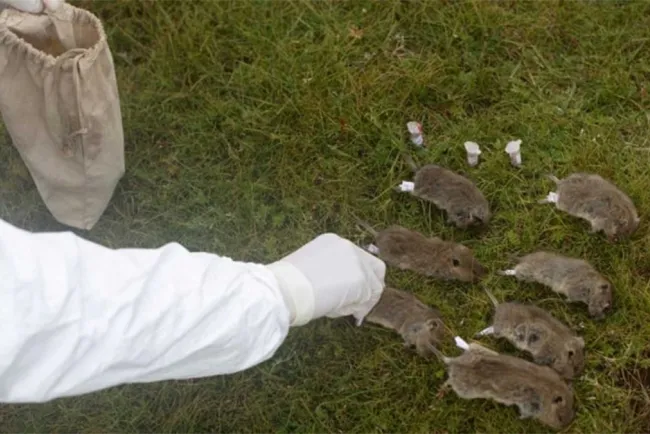 En alerta China por caso de peste bubónica 