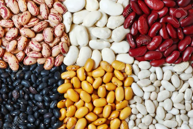 Desarrolla México variedad de frijol