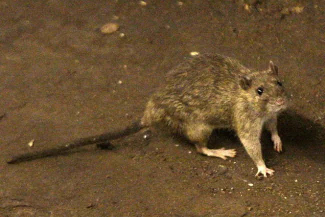 OMS: Peste bubónica no representa una amenaza grave