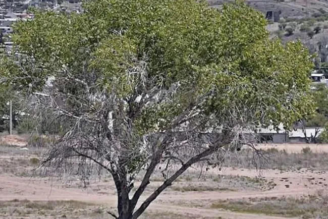 Presentarán a Cabildo Reglamento del Arbol