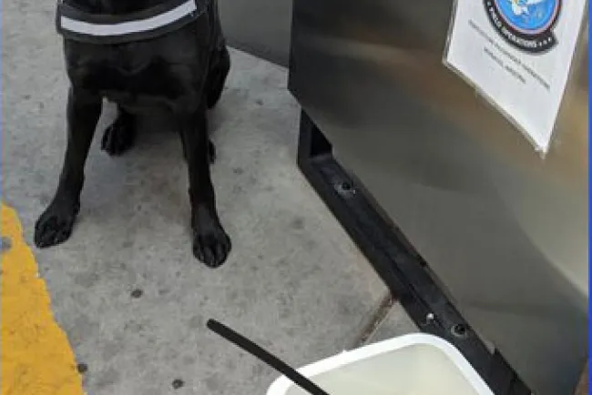 Detecta K-9 carne de cerdo en garita