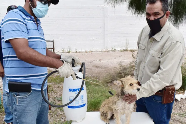 Celebran Día Internacional del Perro