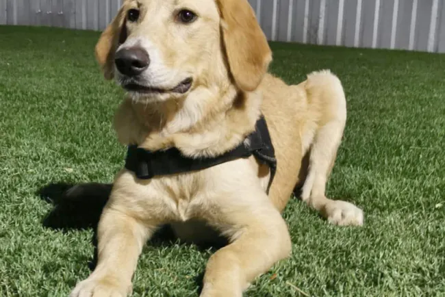 Preparan a agentes caninos para la detección de Covid-19