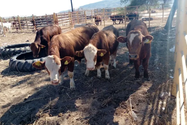 Logran ganaderos exportación récord