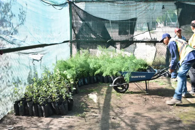 Entregan 270 árboles frutales