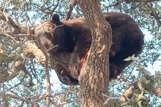 Salvan oso adulto cerca de Agua Prieta