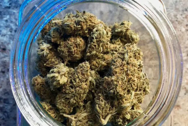 Analizan legalización de marihuana