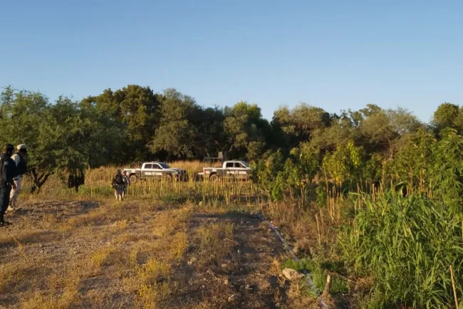 Destruyen plantío de marihuana en Magdalena