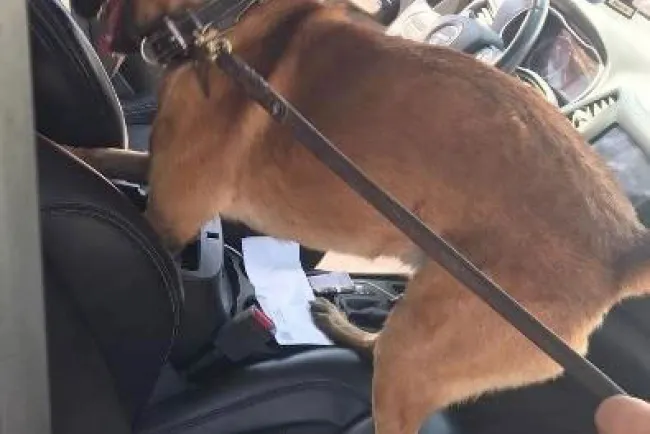 Decomisan más de mil cartuchos útiles