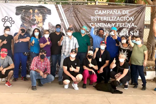 Continúan campañas de esterilización