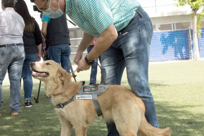 Detectan agentes caninos Covid-19
