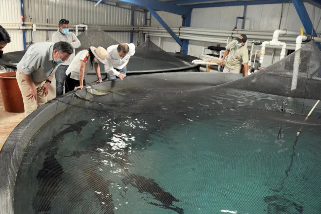 Liberan crías de Totoaba a mar abierto sonorense