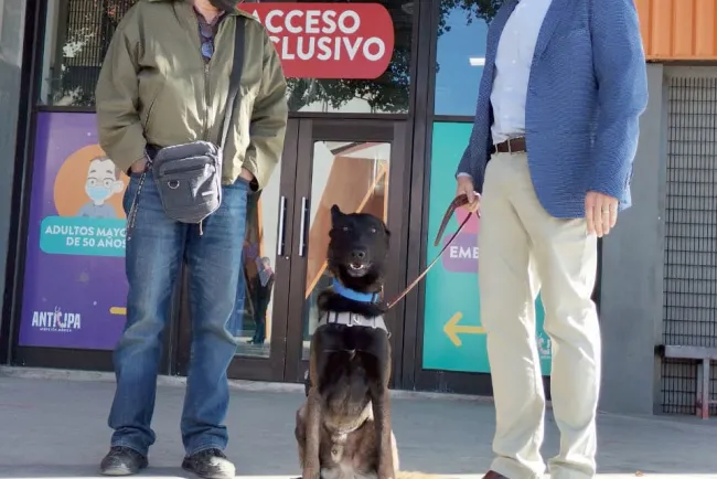 Inician pruebas Covid-19 a través de agentes caninos