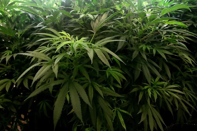 Inicia
venta de “mota” recreativa en Arizona