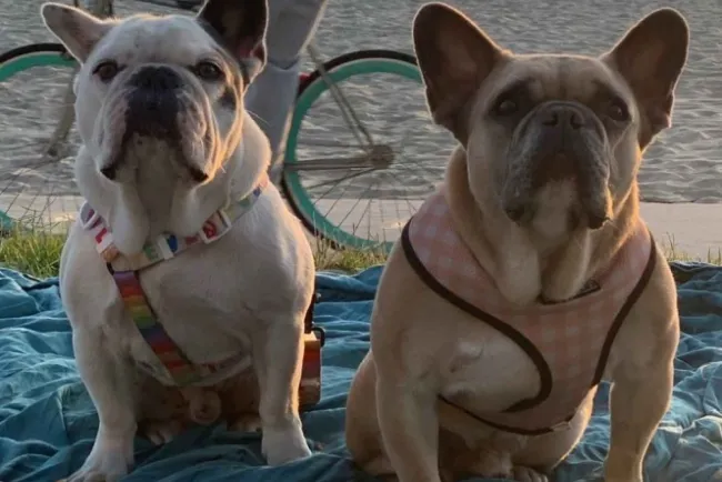 Lady Gaga recupera sanos y salvos los dos perros que le robaron