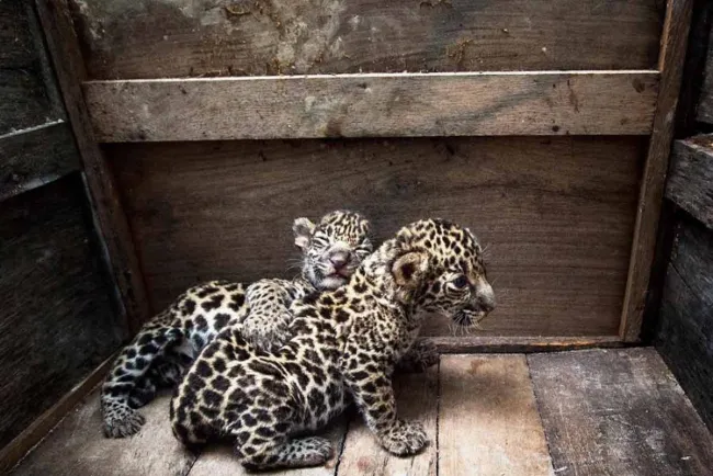 Huérfanas y deshidratadas así estaban jaguares, hoy corren libres en la selva