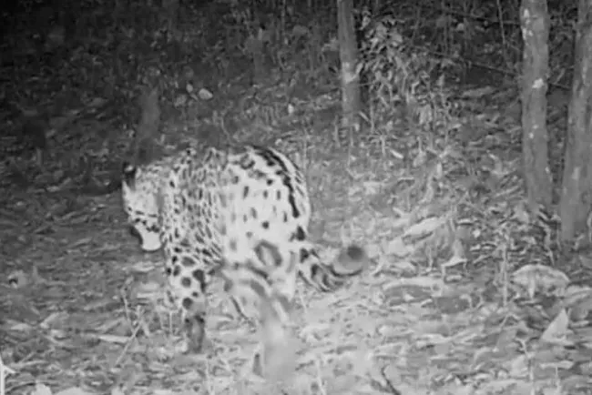 Logran grabar a jaguar en Reserva de la Biosfera Sierra de Manantlán