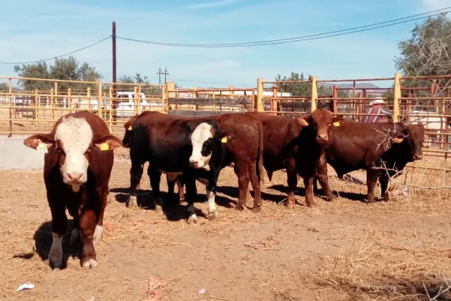 Sonora, líder en sanidad animal