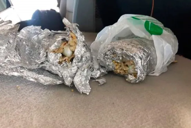Descubren droga en burritos