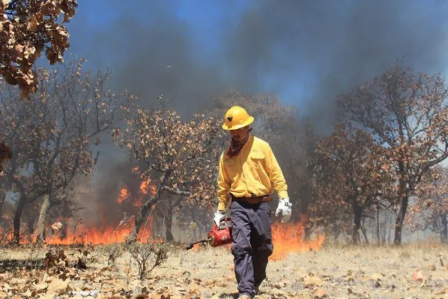 Suma Sonora cuatro incendios forestales