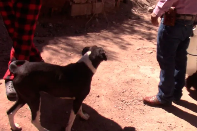 Surge primer caso de ricketssia en Nogales