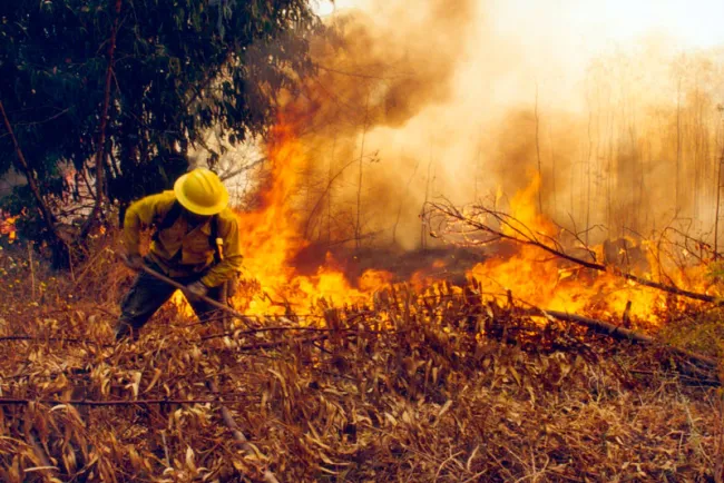Registran primer incendio forestal