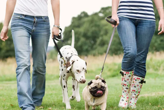Tendrán aquí, Semana Cultural de la Mascota