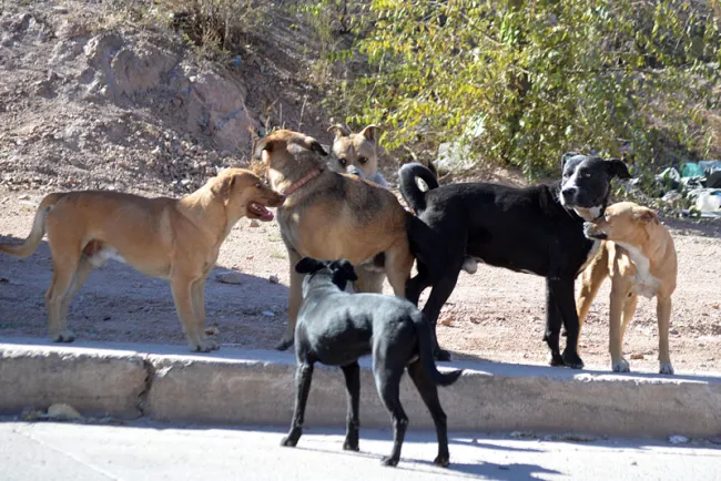 Incrementa problema de perros callejeros