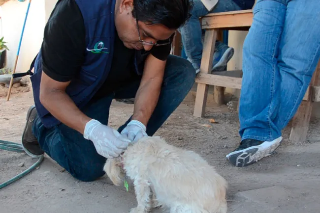 Mantiene Sonora sin casos de rabia humana