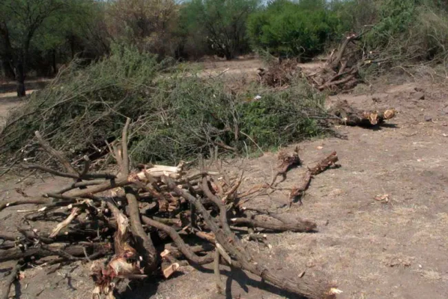 Detienen devastación de árboles en la ciudad