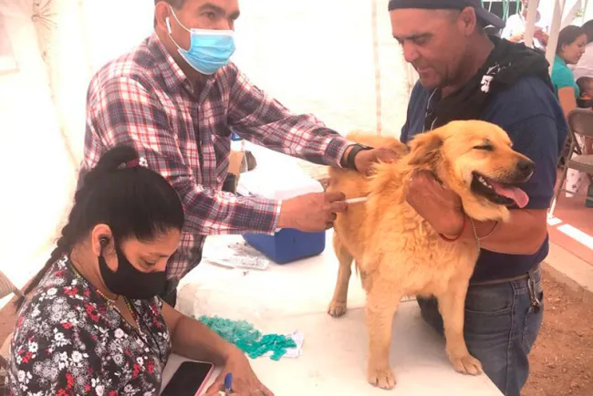 Intensifican trabajos de vacunación de perros
